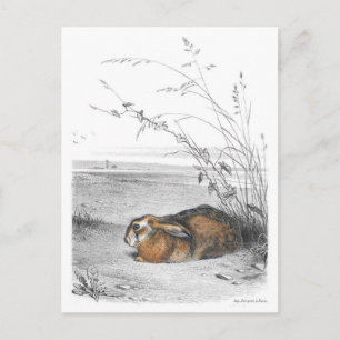 Postkarte für klassische Illustration