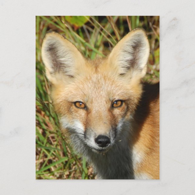 Postkarte für klassisches Foto (Vorderseite)