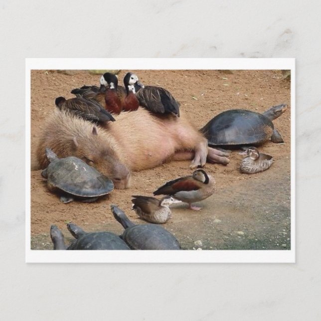 Postkarte für klassisches Foto (Vorderseite)