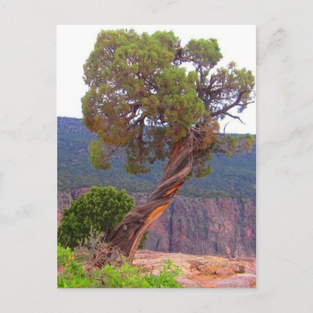 Postkarte für klassisches Foto (Vorderseite)