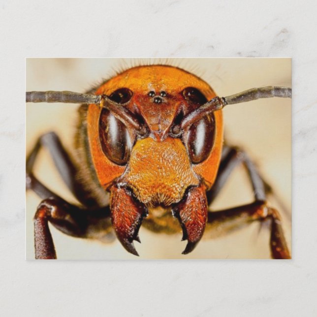Postkarte für klassisches Foto (Vorderseite)