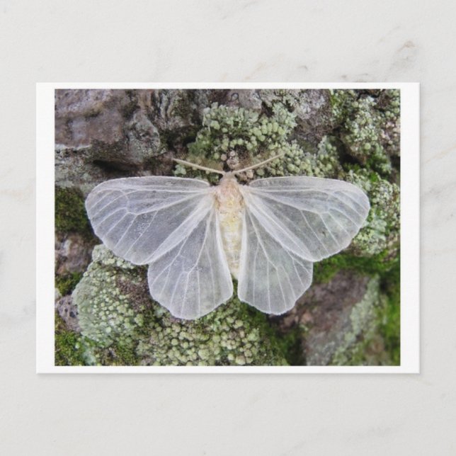 Postkarte für klassisches Foto (Vorderseite)