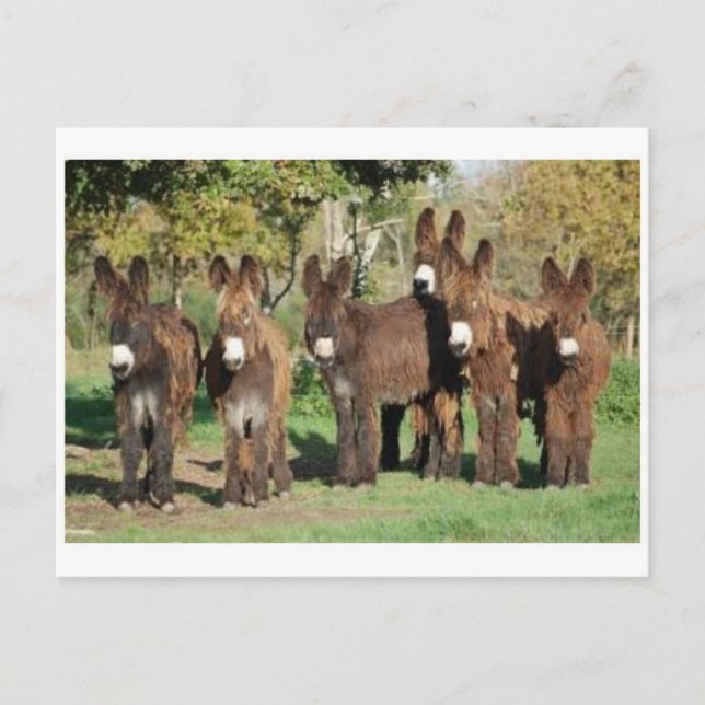 Postkarte für klassisches Foto (Vorderseite)