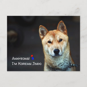 Postkarte für koreanischen Jindo