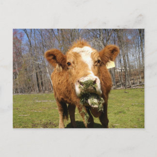 Postkarte für Kuh 1