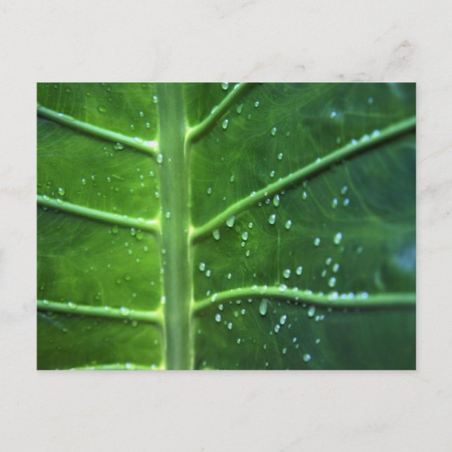 Postkarte für Leaf- und Wassertropfen (Vorderseite)