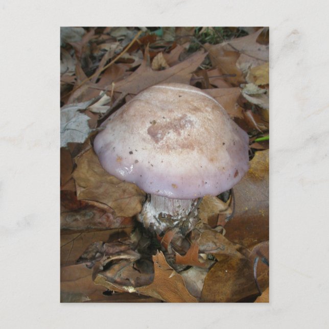 Postkarte für lila Pilze (Vorderseite)