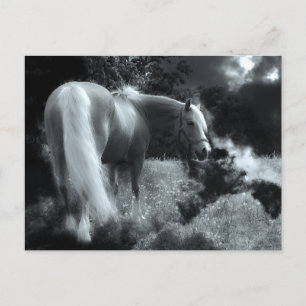 Postkarte für mystische Nachtpferde