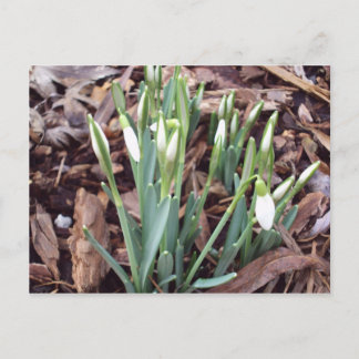 Postkarte für neues Wachstum