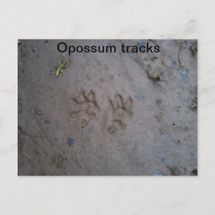 Postkarte für Opossum-Tracks