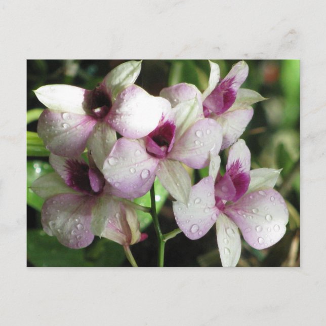 Postkarte für Orchideen, anpassen (Vorderseite)