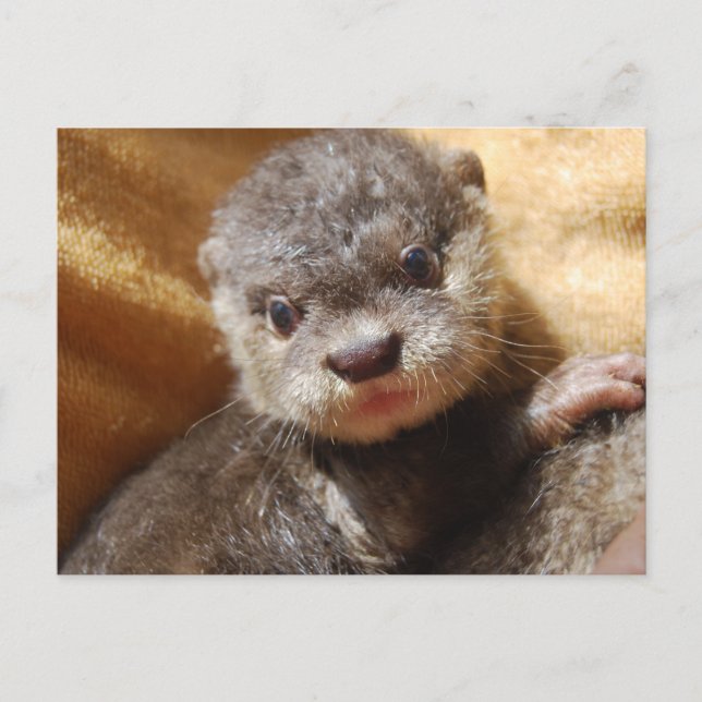 Postkarte für Orphanotter (Vorderseite)