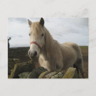 Postkarte für Pferde