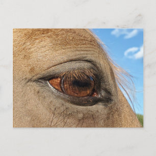 Postkarte für Pferde