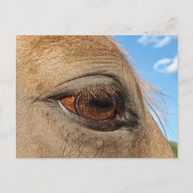 Postkarte für Pferde (Vorderseite)