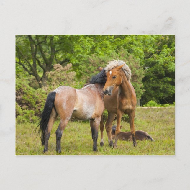 Postkarte für Pferde (Vorderseite)