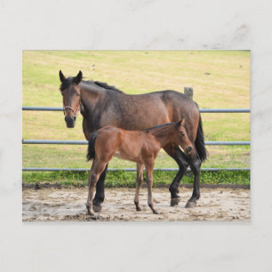 Postkarte für Pferde