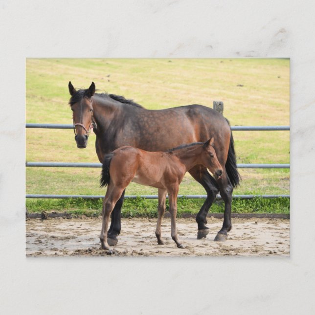 Postkarte für Pferde (Vorderseite)