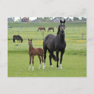 Postkarte für Pferde