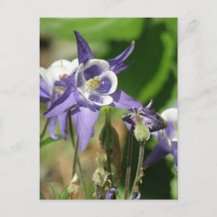 Postkarte für Pflanze Columbine