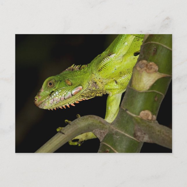 Postkarte für Reisen 12 (Vorderseite)