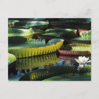 Postkarte für Reisen sammeln 7