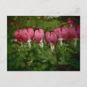 Postkarte für rosa Blutungen