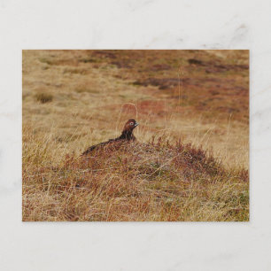 Postkarte für rote Grouse