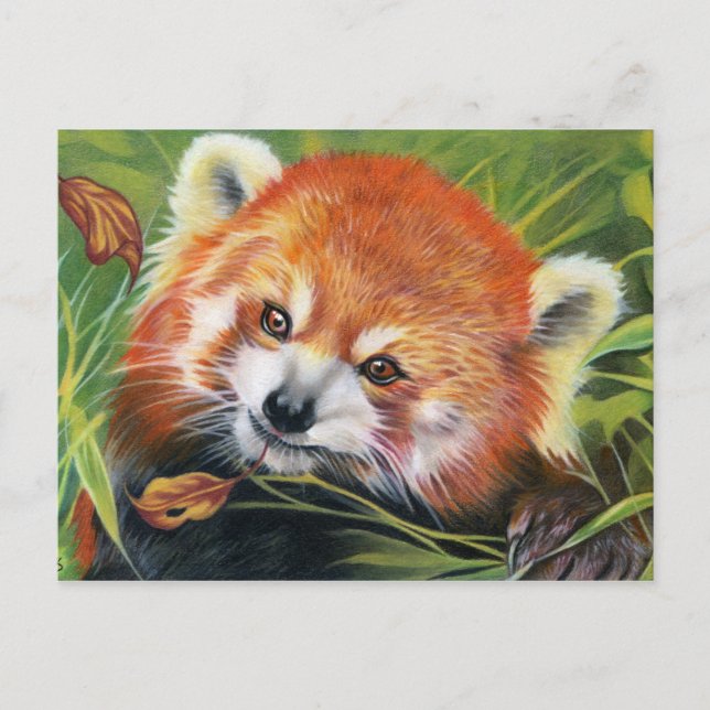 Postkarte für Rote Panda (Vorderseite)