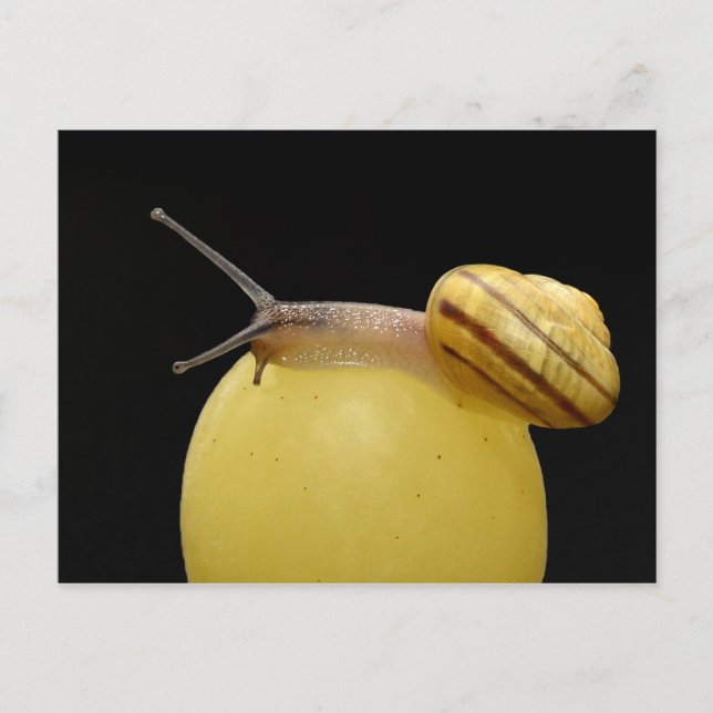 Postkarte für Schnecken (Vorderseite)