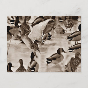 Postkarte für Schwarz-Weiß-Mallard