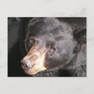 Postkarte für schwarzen Bär