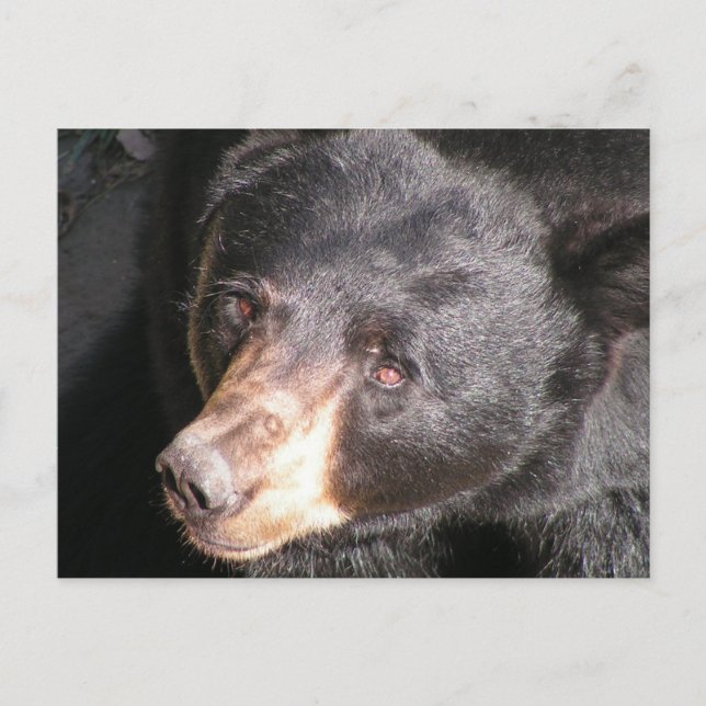 Postkarte für schwarzen Bär (Vorderseite)