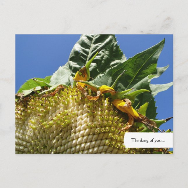 Postkarte für Sonnenblumen (Vorderseite)