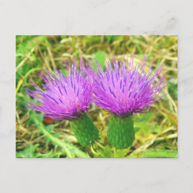 Postkarte für Spalten- oder Felddicken (Vorderseite)