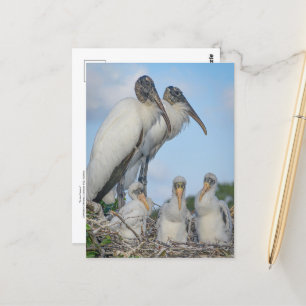 Postkarte für Storchenfamilie