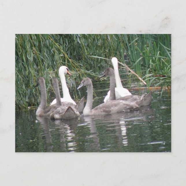 Postkarte für Swans und Cygnets (Vorderseite)