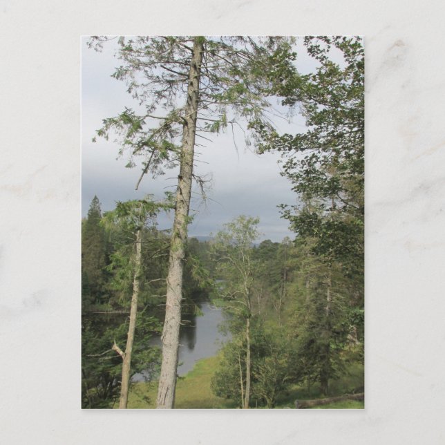 Postkarte für Tarn Hows Trees (Vorderseite)