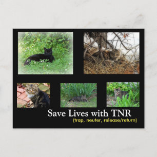 Postkarte für TNR von verwilderten Katzen