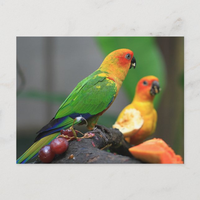 Postkarte für tropische Vögel (Vorderseite)