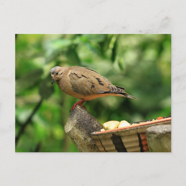 Postkarte für tropische Vögel (Vorderseite)