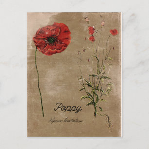 Postkarte für Vintage Blume Poppe