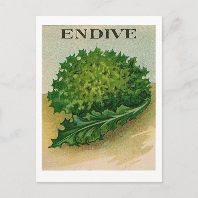 Postkarte für Vintage Endivie-Samen (Vorderseite)