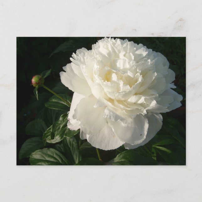 Postkarte für White Double Peongs (Vorderseite)