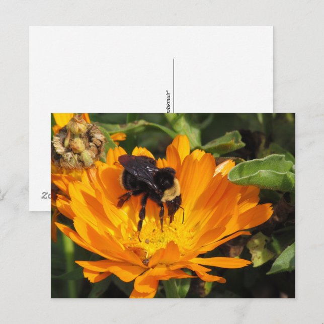 Postkarte - Fütternd in Calendula (Vorne/Hinten)