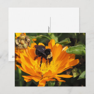 Postkarte - Fütterung in Ringelblume