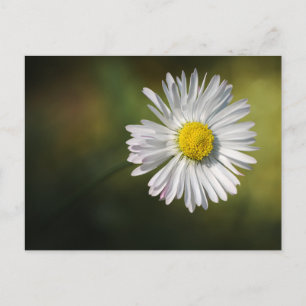 Postkarte Gänseblümchen - Florale Naturfotografie