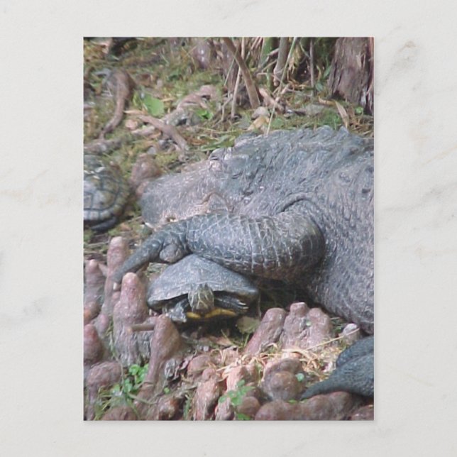 Postkarte "Gator Hugs" (Vorderseite)
