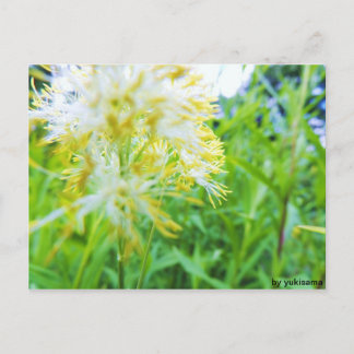 Postkarte - Gelbe Blume