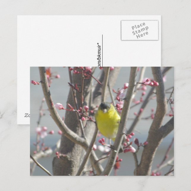 Postkarte - Gelbe Finte im Kirschbaum (Vorne/Hinten)